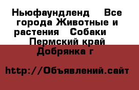 Ньюфаундленд  - Все города Животные и растения » Собаки   . Пермский край,Добрянка г.